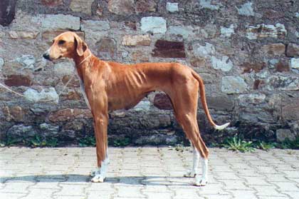 Ch. Aulad al Sahra´s Quasida