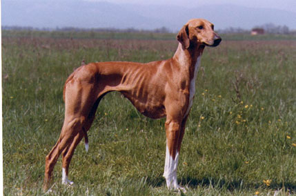 Ch. Aulad al Sahra´s N´Toboro